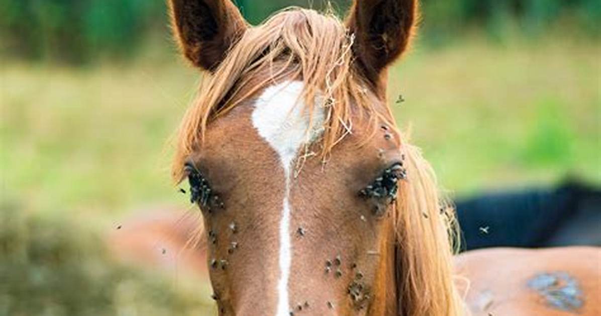 Do Horses Get Warbles?