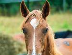 Do Horses Get Warbles?