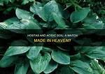 Do Hostas Like Acidic Soil?