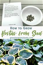 Do Hostas Seed Themselves