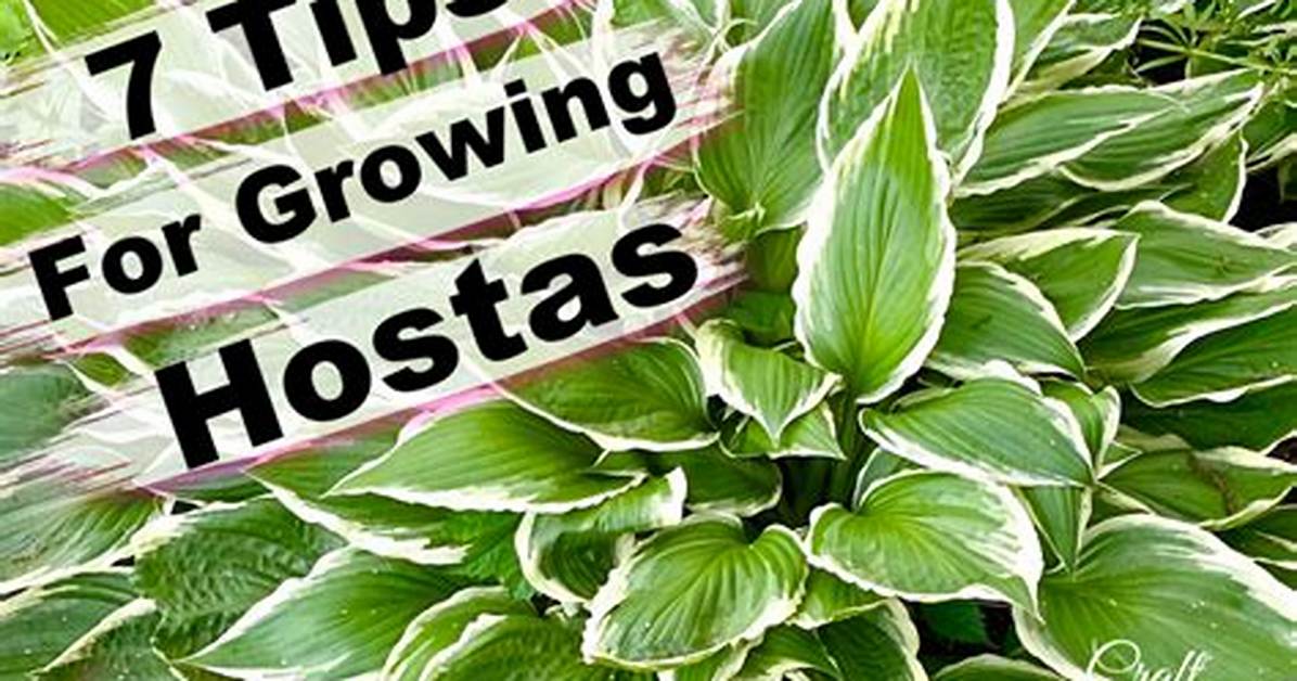 Do Hostas Spread Quickly