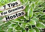 Do Hostas Spread Quickly