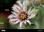 Do House Leeks Flower?