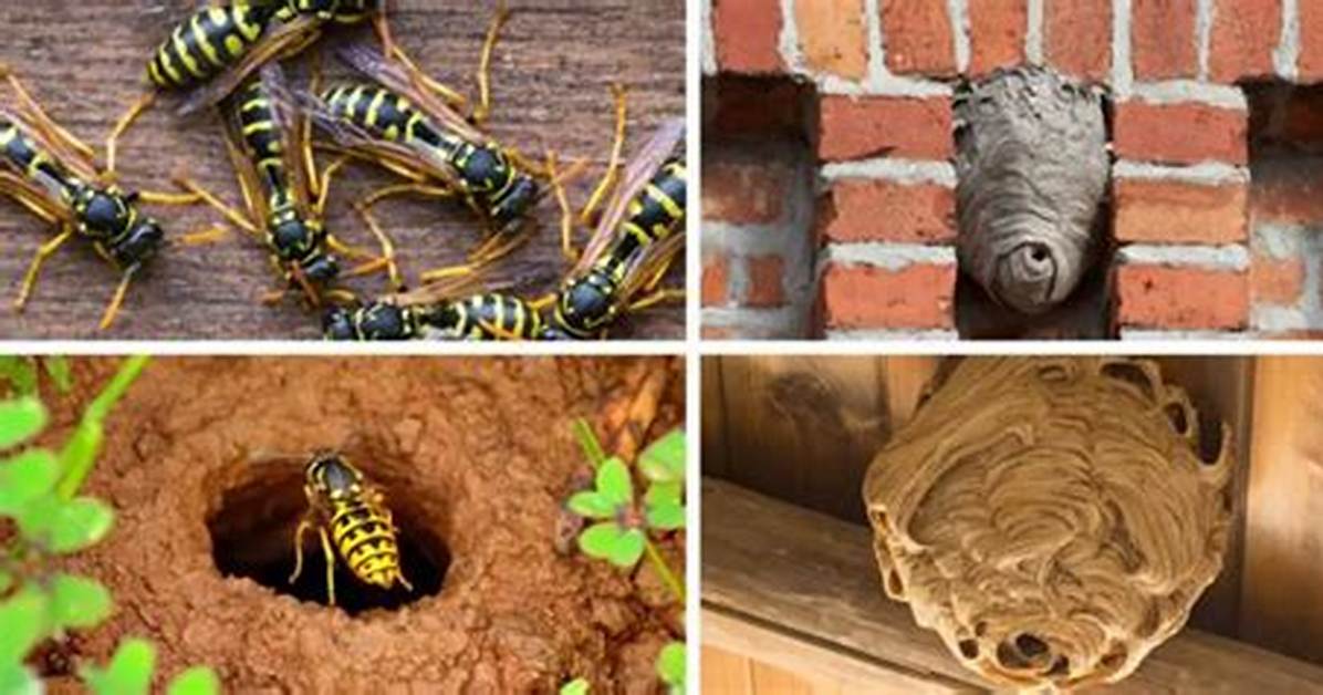 Do Hoverflies Nest