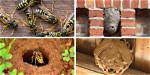 Do Hoverflies Nest