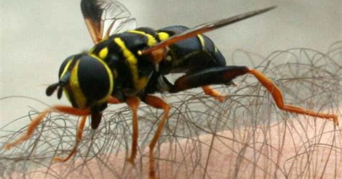 Do Hoverflies Sting Humans