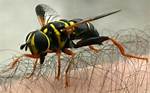 Do Hoverflies Sting Humans