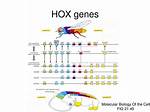 Do Hox Genes Mutate?