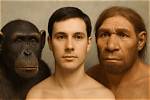 Do Humans Have Proventriculus?