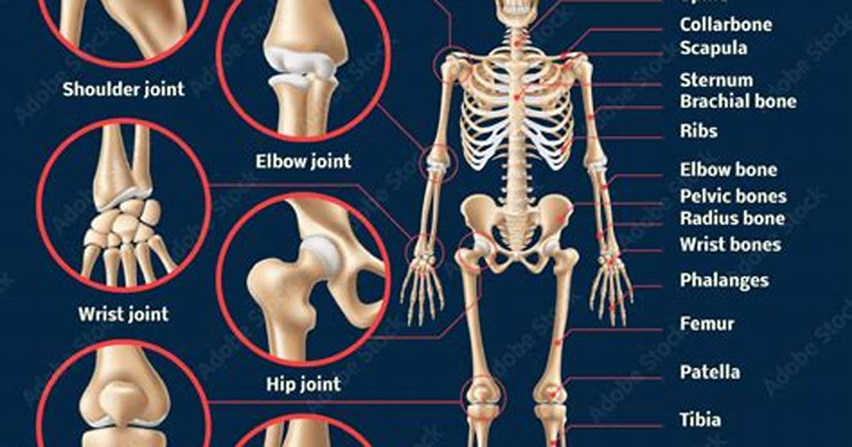 Do Humans Have Soft Bones?