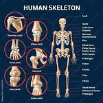 Do Humans Have Soft Bones?