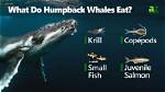 Do Humpbacks Eat Fish?