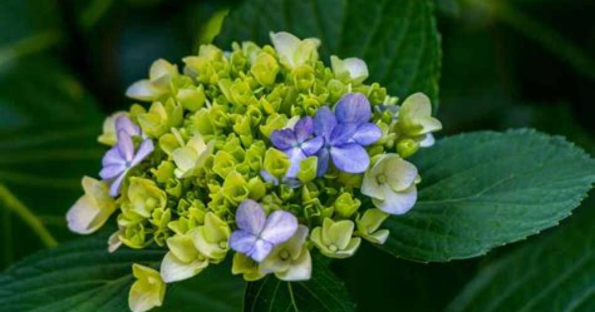 Do Hydrangeas Bloom All Summer?
