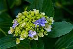Do Hydrangeas Bloom All Summer?