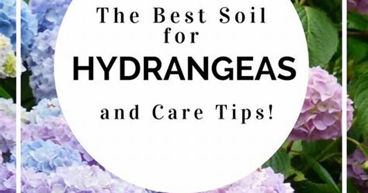 Do Hydrangeas Need Ericaceous Soil?