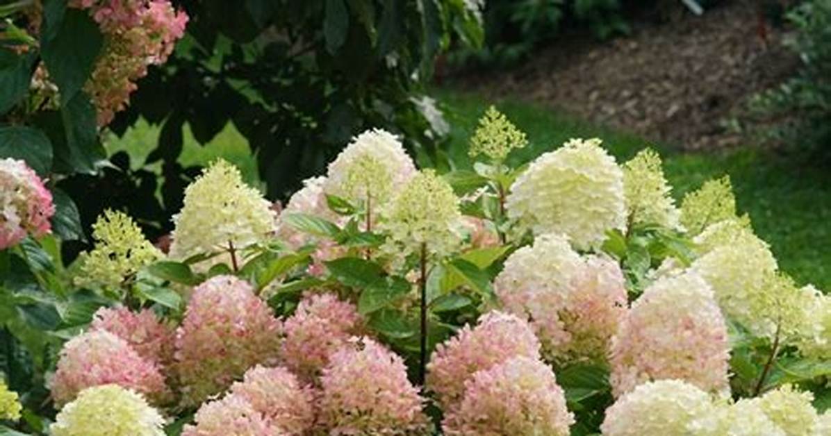 Do Hydrangeas Need Full Sun