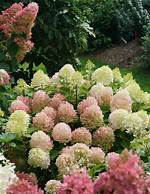 Do Hydrangeas Need Full Sun