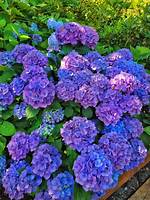 Do Hydrangeas Reproduce