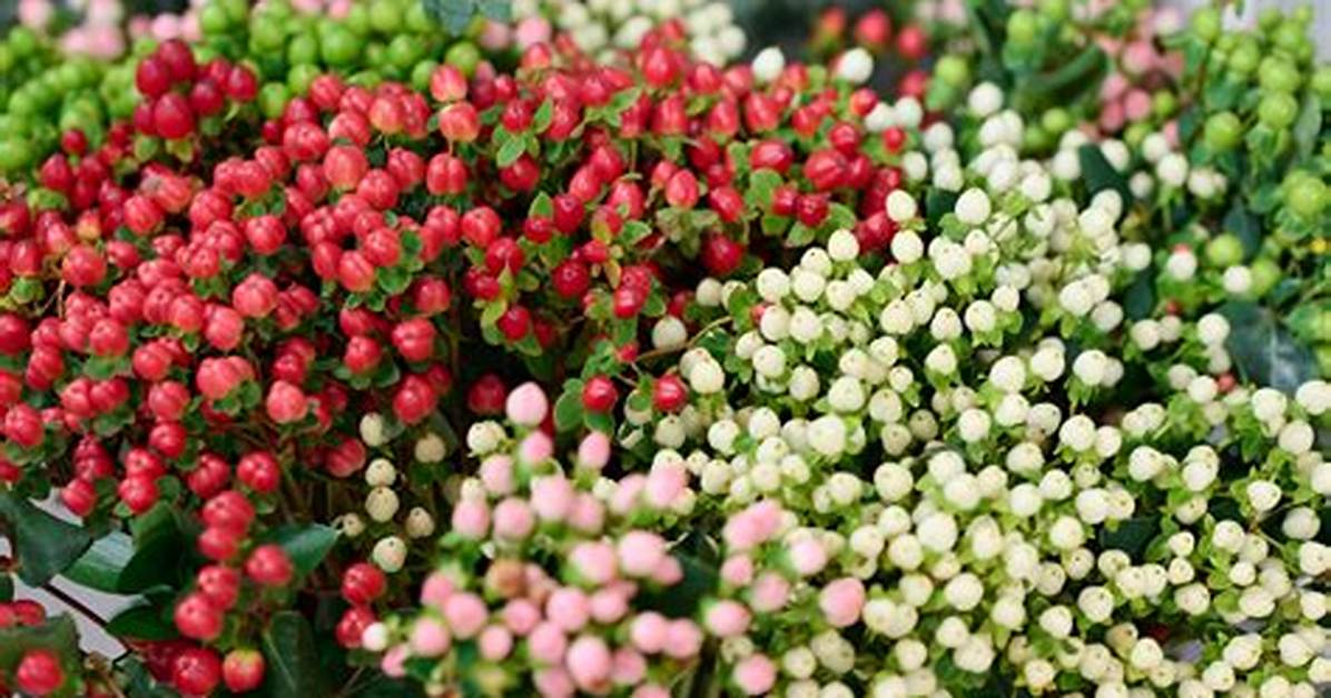Do Hypericum Berries Bloom