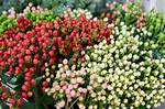 Do Hypericum Berries Bloom
