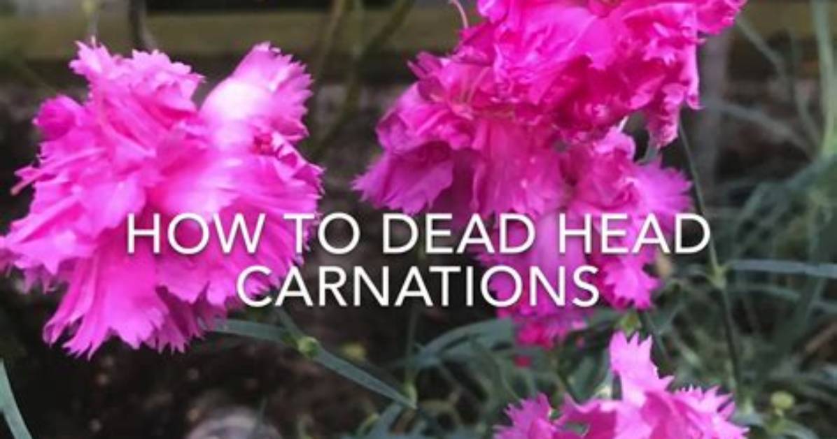 Do I Cut Back Carnations