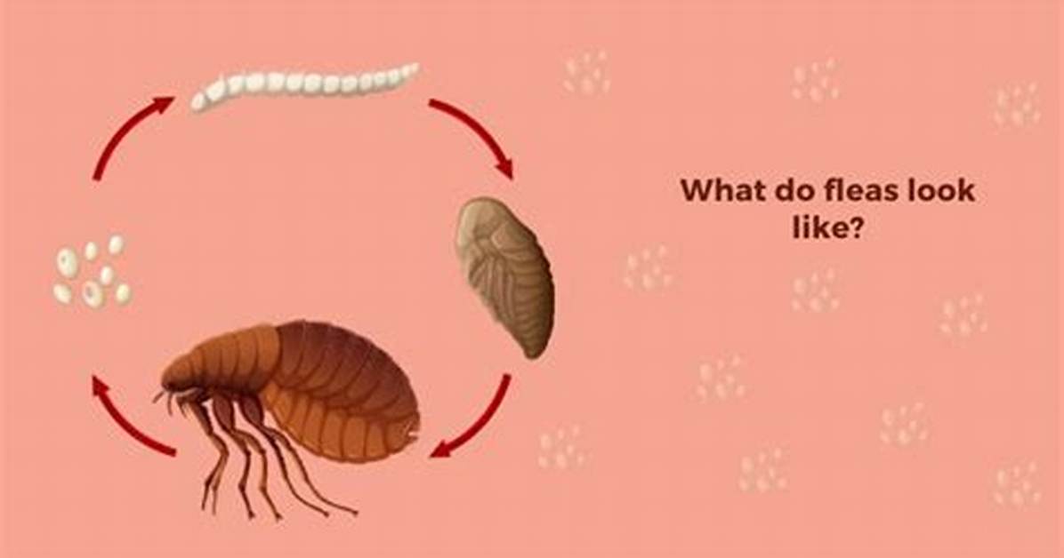Do I Have Fleas?