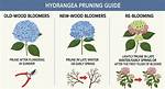 Do I Prune Hydrangea? | Contextresponse. Com