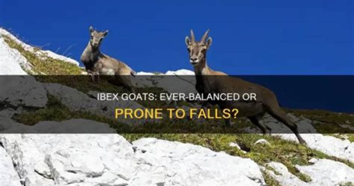 Do Ibex Ever Fall?