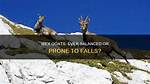 Do Ibex Ever Fall?