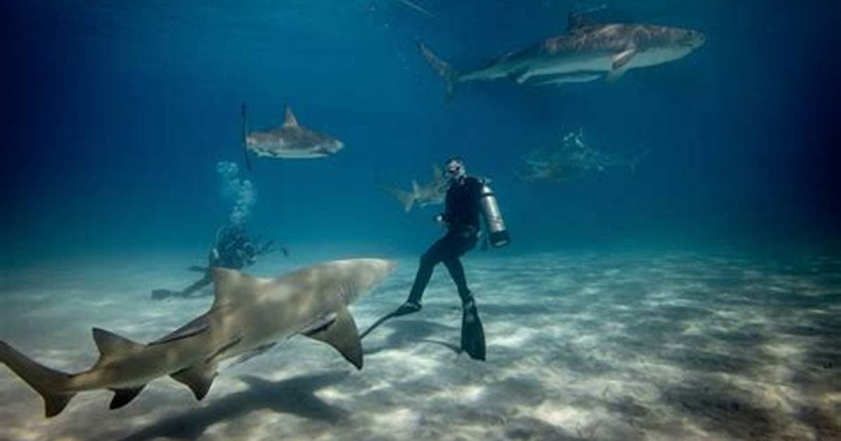 Do Ichthyologists Study Sharks?