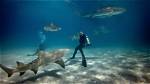 Do Ichthyologists Study Sharks?