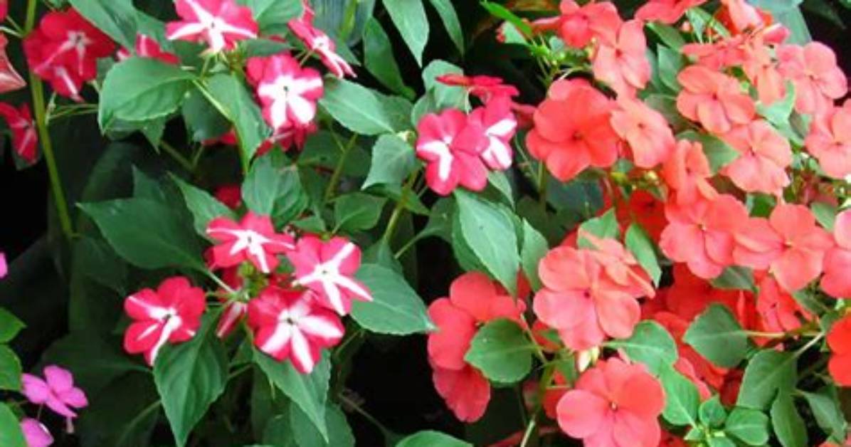 Do Impatiens Spread out?