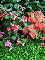 Do Impatiens Spread out?