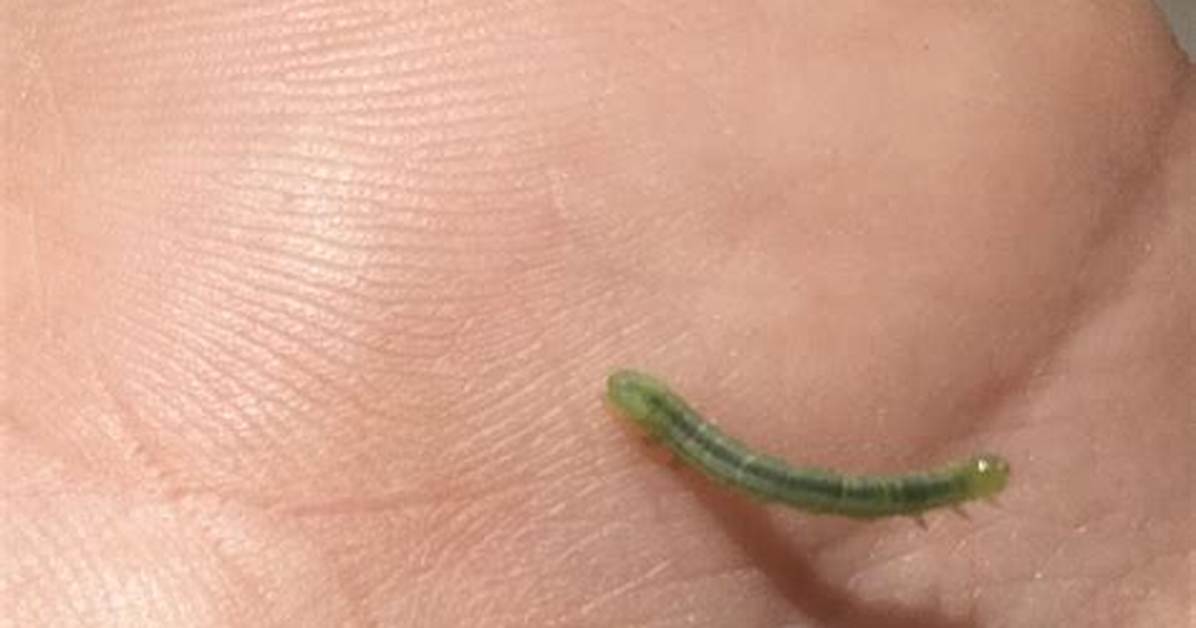 Do Inchworms Bite Humans?