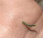 Do Inchworms Bite Humans?