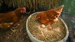 Do Inklings Lay Eggs?