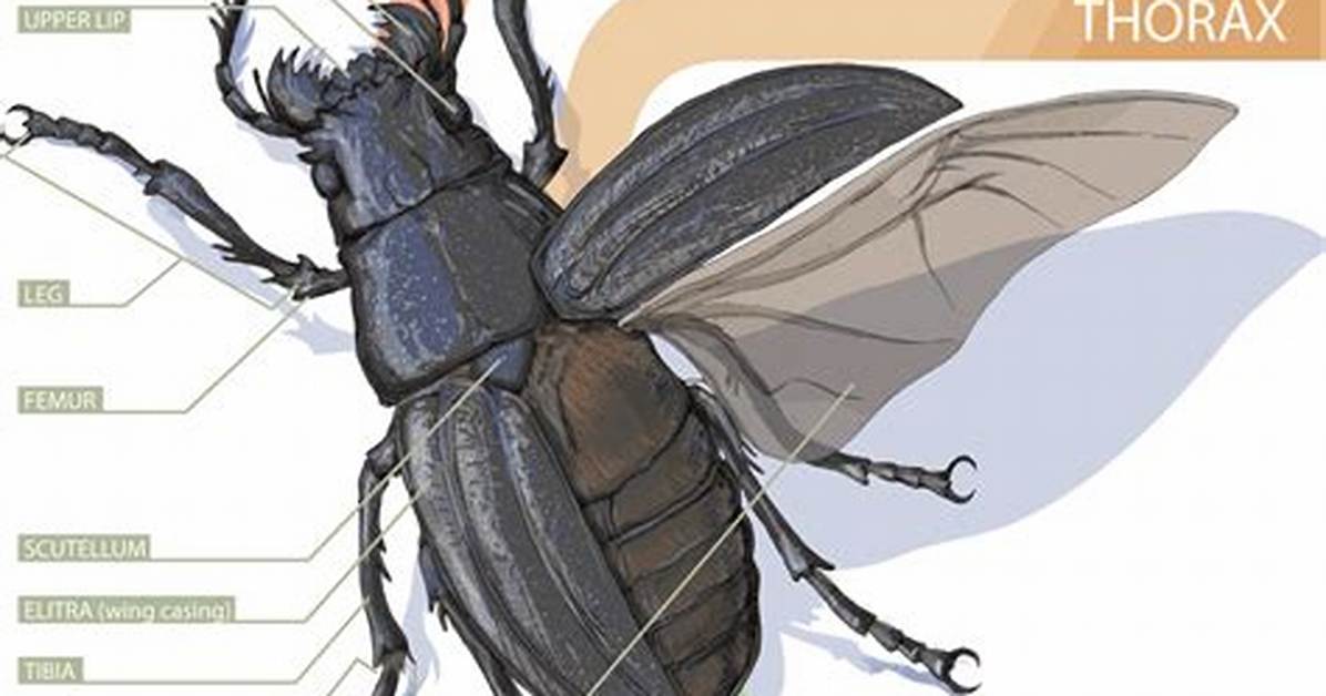 Do Insects Have Backbones?