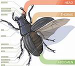 Do Insects Have Backbones?