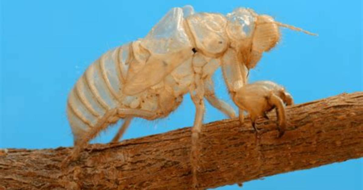 Do Insects Have Bones?