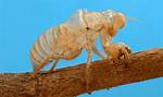 Do Insects Have Bones?