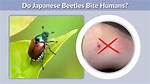 Do Japanese Beetles Bite