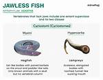 Do Jawless Fish Have Bones?