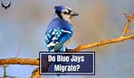 Do Jay Birds Migrate