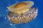 Do Jellyfish Lay Eggs?