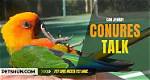 Do Jenday Conures Talk?