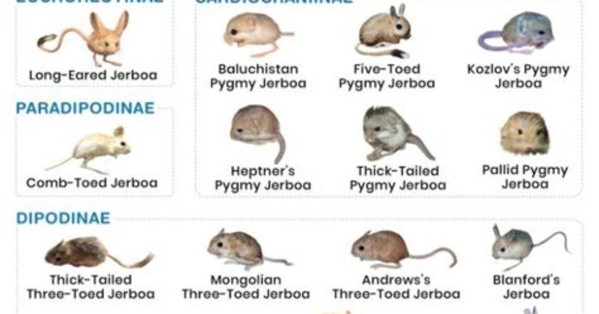Do Jerboas Bite