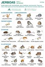 Do Jerboas Bite