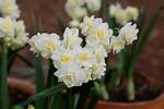 Do Jonquils Need Full Sun?