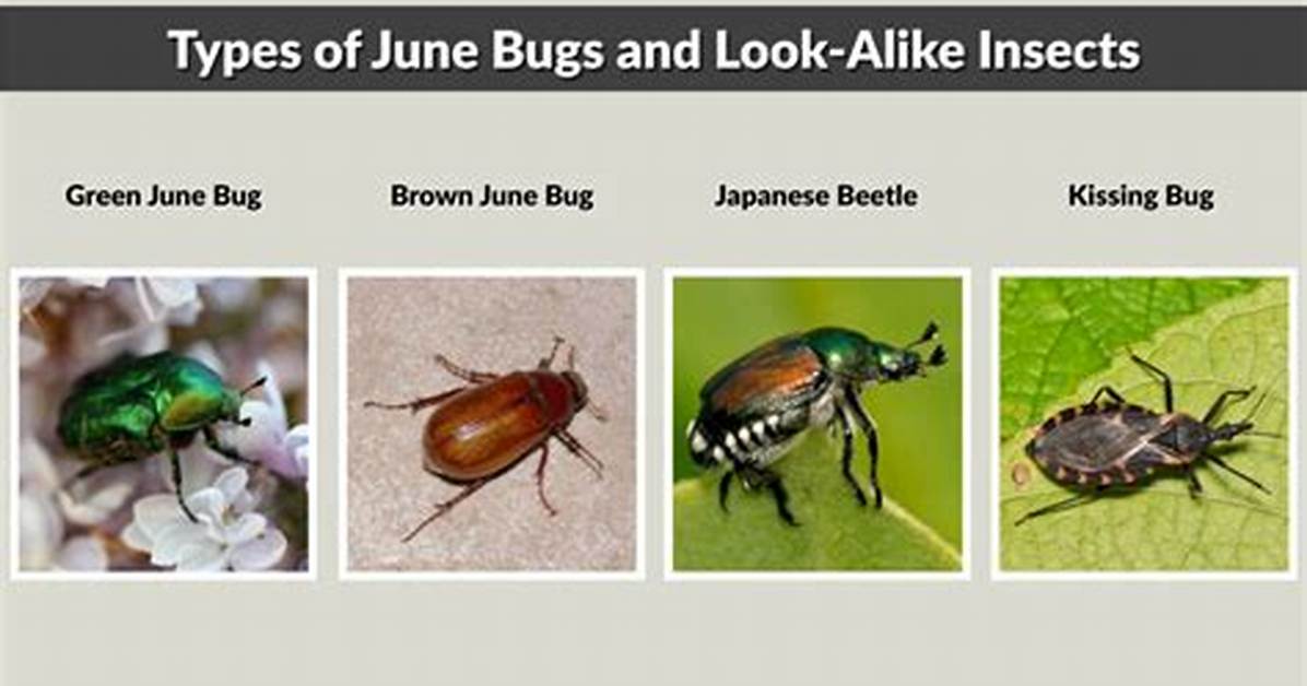 Do June Bugs Bite