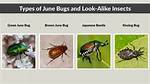 Do June Bugs Bite